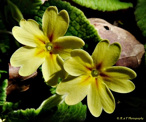 {Primula vulgaris}